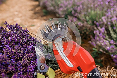 .A bunch of cut lavender in a wicker basket and pruning shear against a backdrop of flowering lavender fields. Lavander Harvesting Stock Photo