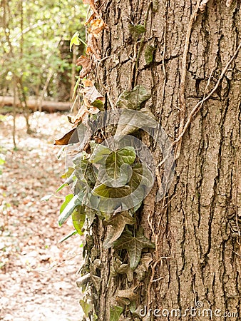 A Bunch of Dangling Half Dead Dark Green Leaves on the Side of Stock Photo