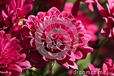 A bunch of dark red chrysanthemum flowers. Flower pattern in the park. Cluster of pink purple chrysanthemum flowers Stock Photo