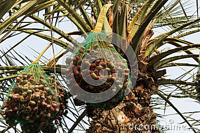 The Bunch of Date Fruit is Hanging on the Palm Tree Stock Photo