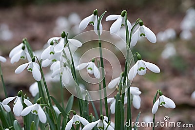 Bunch of delicate snowdrops. Galanthus nivalis Stock Photo