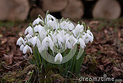 Bunch of delicate snowdrops with green stems Stock Photo