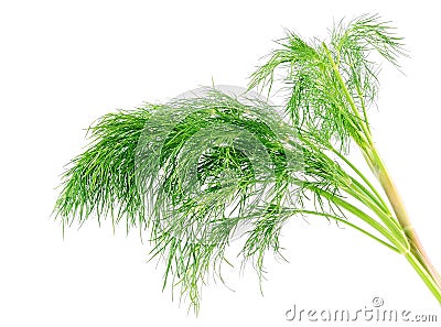 Bunch dill herb on a white background Stock Photo