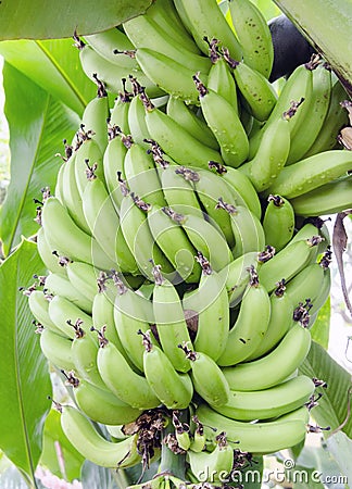 Bunch Dwarf Cavendish Banana Grove in Biltmore Estate Conservatory Greenhouse Stock Photo