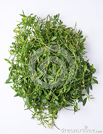 Bunch of dwarf copperleaf or sessile joyweed leaves ready to cook Stock Photo