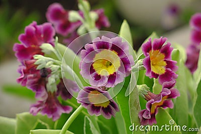 Bunch evening primrose plant primula vulgaris purple first spring flower. Stock Photo