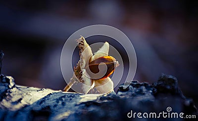 bunch on a falling branch, detail Stock Photo