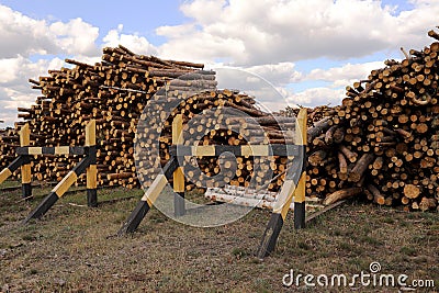 Bunch of felled trees near a logging site. Piles of wooden logs under blue sky Stock Photo