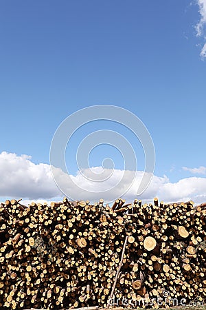 Bunch of felled trees near a logging site. Piles of wooden logs under blue sky. place for text Stock Photo