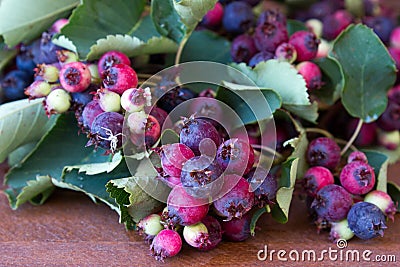 Bunch of first wild autumn berry Stock Photo