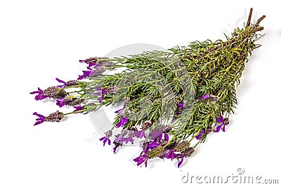 Bunch of Flowering Purple Lavender Plant Stems on White Stock Photo