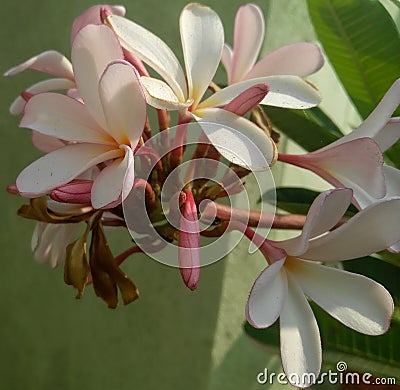 Bunch of flowers blooming in branch of tree growing in garden, sunlight in petals, nature photography Stock Photo