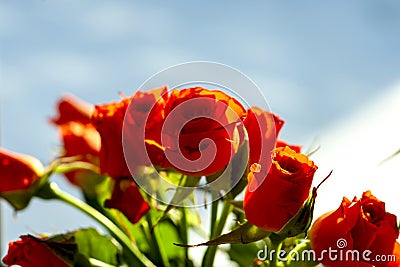 Bunch of flowers. Red roses Stock Photo