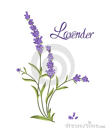 Bunch of flowers violet lavender, vector illustration Vector Illustration