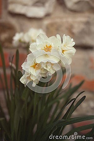 Bunch flowers of wild daffodil in the firts spring days Stock Photo
