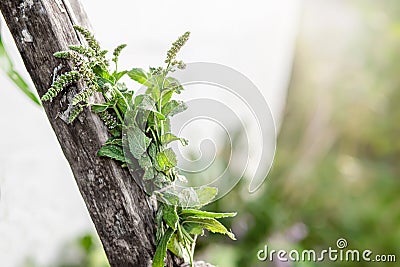 bunch of fragrant herbs Mentha suaveolens, apple mint, pineapple mint, woolly mint or round-leafed mint suspended for drying with Stock Photo