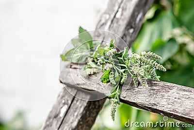 bunch of fragrant herbs Mentha suaveolens, apple mint, pineapple mint, woolly mint or round-leafed mint suspended for drying with Stock Photo