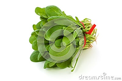 Bunch of fresh baby spinach Stock Photo