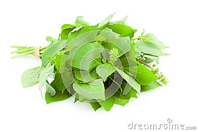 Bunch of fresh Basil spice herb / isolated Stock Photo