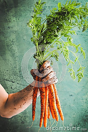 Bunch of fresh carrots with green leaves over beton background. Vegetable. Food. Stock Photo