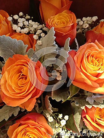 Bunch of fresh deep peach roses Stock Photo