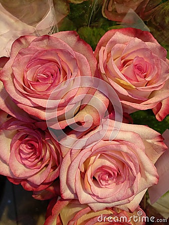 Bunch of fresh deep pink roses Stock Photo
