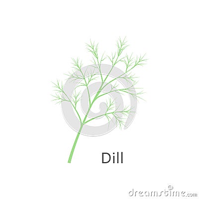 Bunch of fresh dill isolated on white background. Vector illustration. Vector Illustration