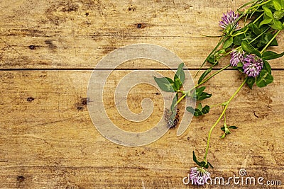 Bunch of fresh flowering clover Stock Photo