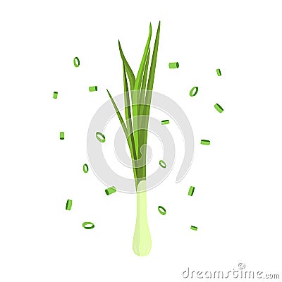 Bunch of fresh green onions. Vector Illustration