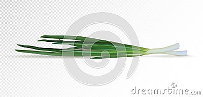 Bunch of fresh green onions. Vector illustration. Photo realistic vector green onion Vector Illustration