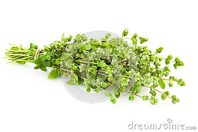 Bunch of fresh Oregano herb / Majoram / Stock Photo