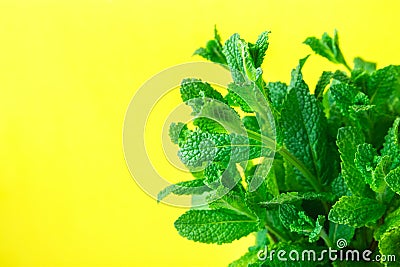 Bunch of Fresh Organic Mint on Yellow Background. Minimalist Image with Copy Space for Blogs Banner Poster Template. Gardening Stock Photo