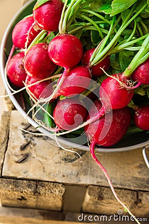 Bunch of fresh organic red radish with water drops in aluminum bowl on weathered wood garden box, clean eating, healthy diet Stock Photo