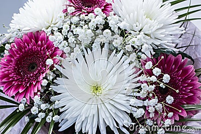 bunch of fresh pink gerbera chamomile and big white chrysanthemum flower Stock Photo