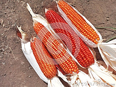 Bunch of Fresh Red Maize or Corn Cob During Harvest Season at the Field for Popcorn Stock Photo
