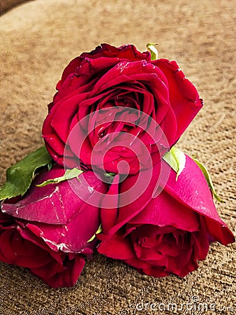 Bunch of Fresh Red Roses with green petles placed inside the home in Delhi India, Red Roses the symbol of Love Stock Photo