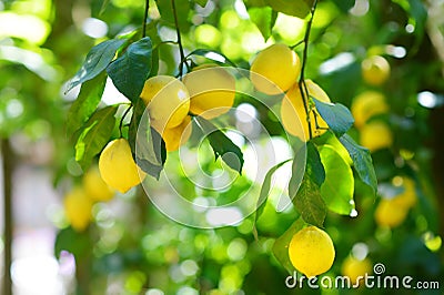 Bunch of fresh ripe lemons on a lemon tree branch Stock Photo