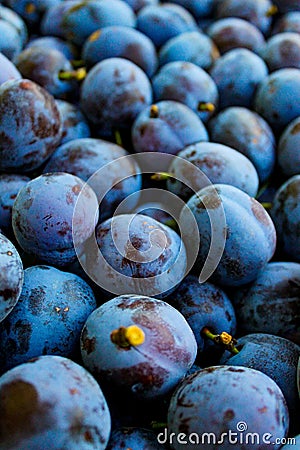 Bunch of fresh ripe plums Stock Photo