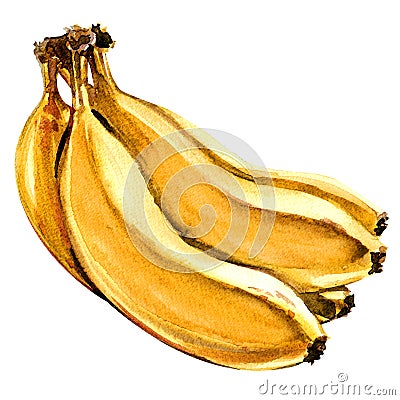 Bunch of fresh ripe yellow bananas isolated, watercolor illustration on white Cartoon Illustration