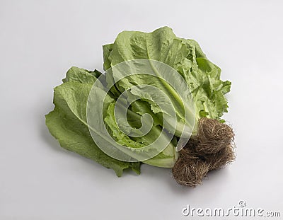 Bunch of fresh romaine lettuce with root isolated Stock Photo