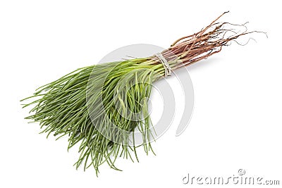 Bunch of fresh Saltwort Stock Photo