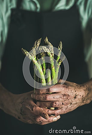 Bunch of fresh uncooked seasonal asparagus in dirty man`s hands Stock Photo