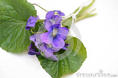 Bunch fresh violet, viola odorata with leaves Stock Photo