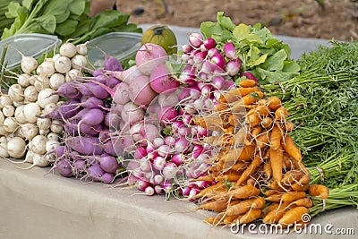 A bunch of freshly picked carrots, radish, beets along with other root vegetables fill the table at the green farmers market Stock Photo