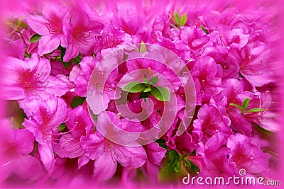 Fuchsia spring flowers Stock Photo