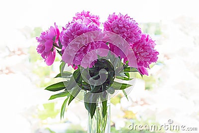 Bunch of fuchsia peonies in the vase on blurred background. Idea for wallpaper, poster. Stock Photo