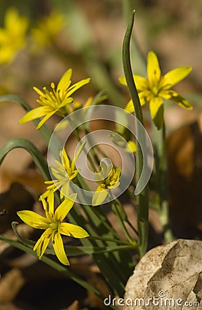 Bunch of Gagea lutea Stock Photo