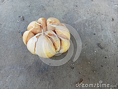 a bunch of garlic as a food flavoring on a dusty table Stock Photo