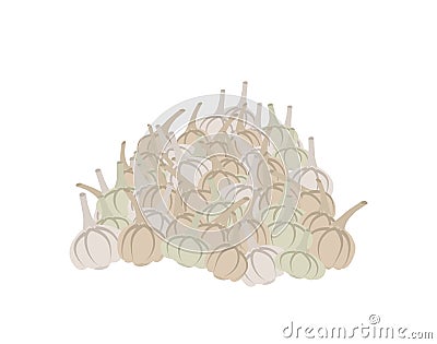 Bunch of garlic. lot of vegetables. big crop on farm Vector Illustration