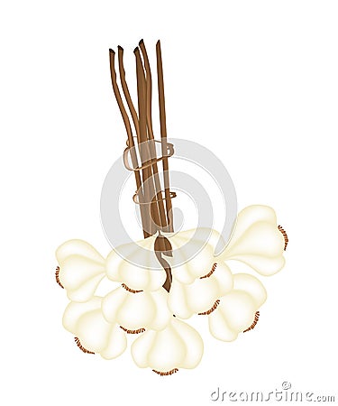 A Bunch of Garlic on White Background Vector Illustration